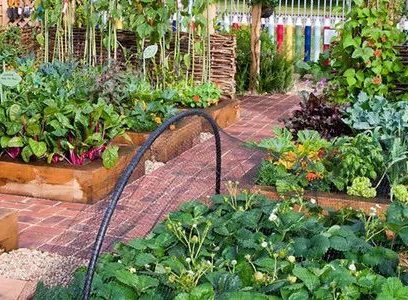 Herbs and Vegetables